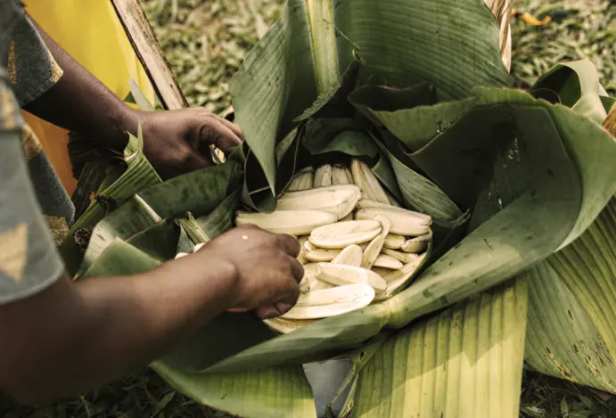 Banana cozinha na folha de bananeira,