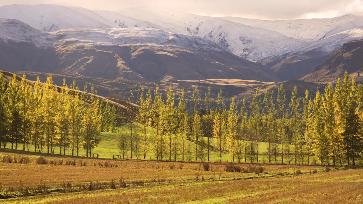 queenstown4 Fazenda em Queenstown.