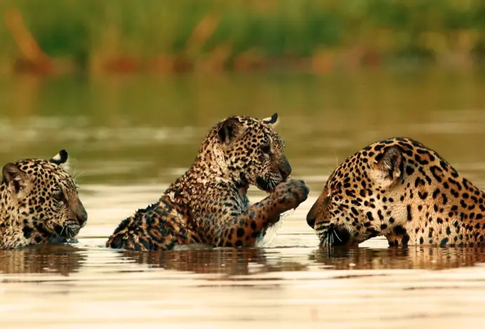 Onças-pintadas no Pantanal.