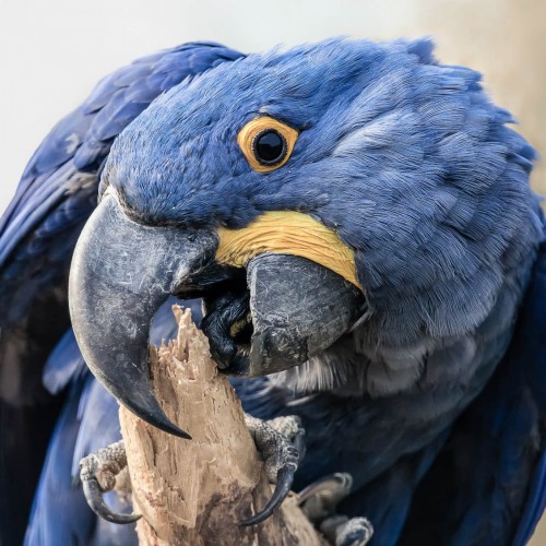 Close-up view of a Hyacinth macaw (Anodorhynchus hyacinthinus)