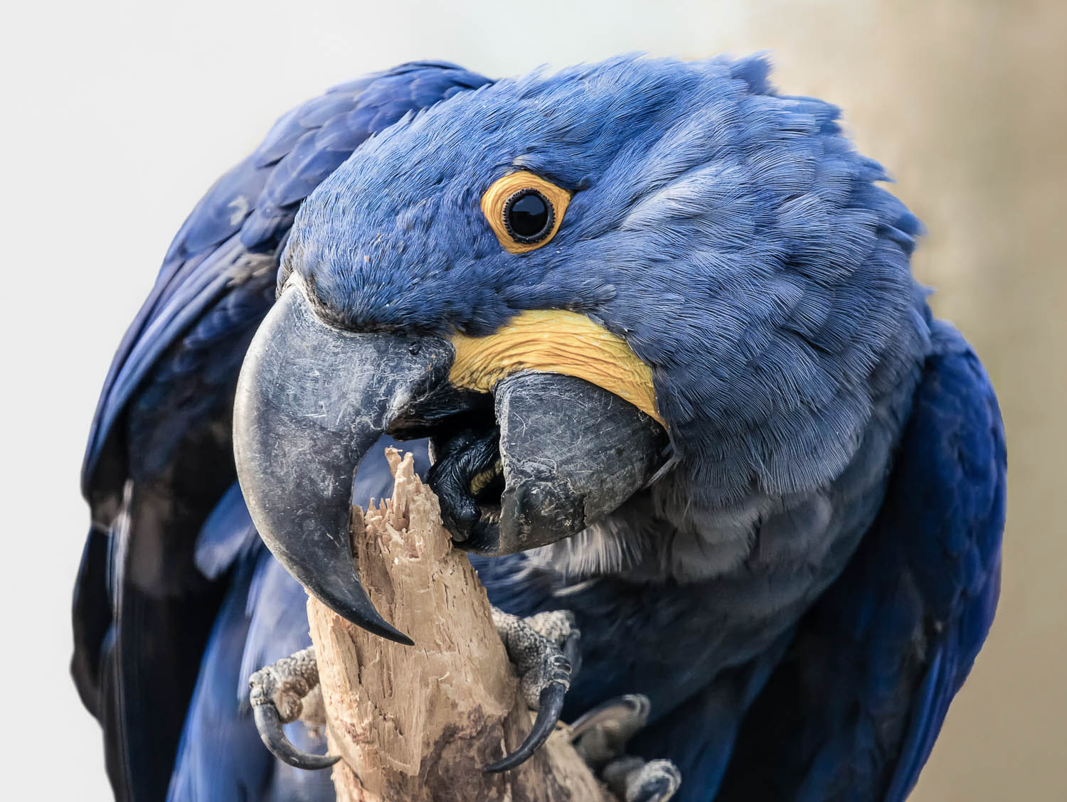 Close-up view of a Hyacinth macaw (Anodorhynchus hyacinthinus)