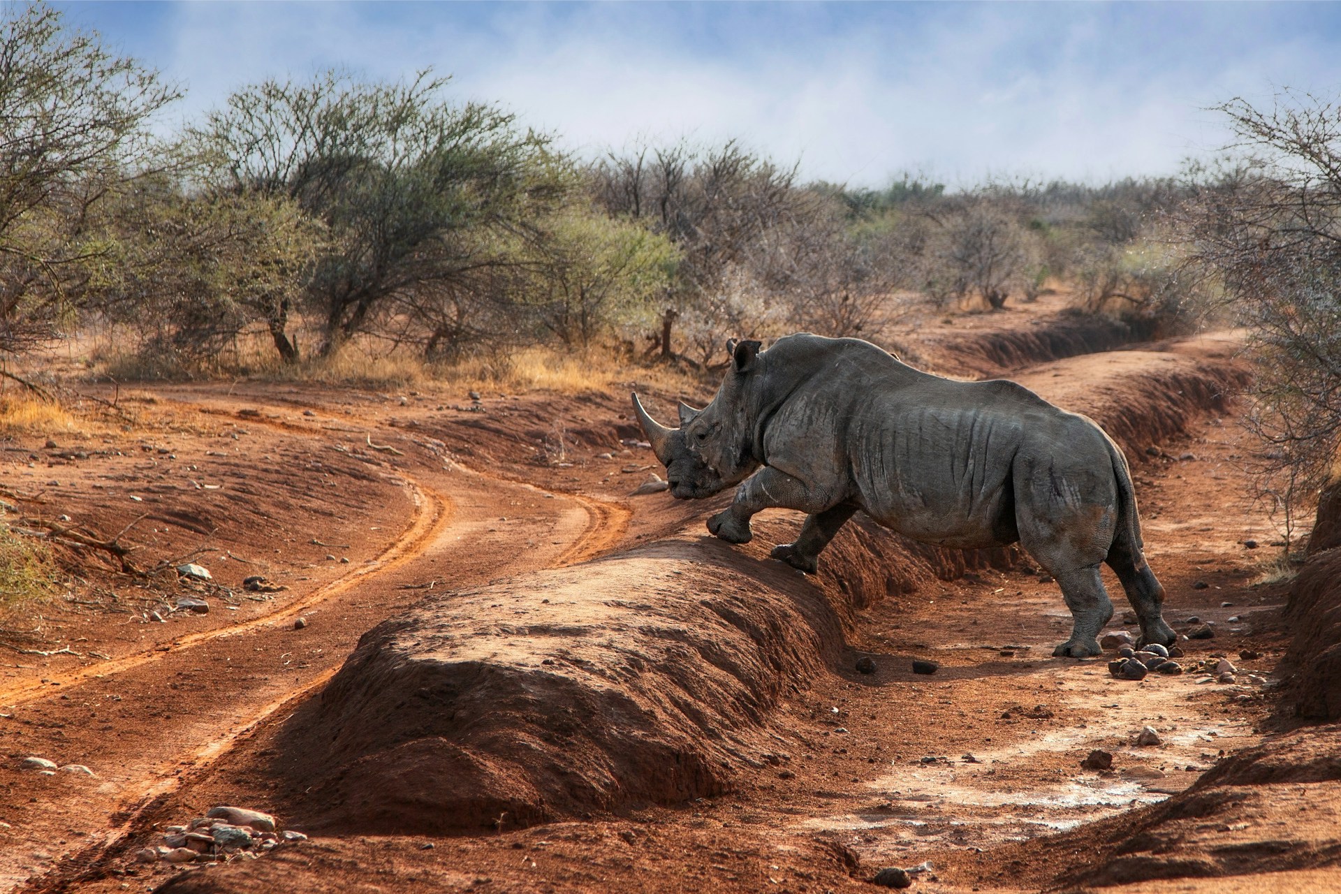 Reserva de Madikwe