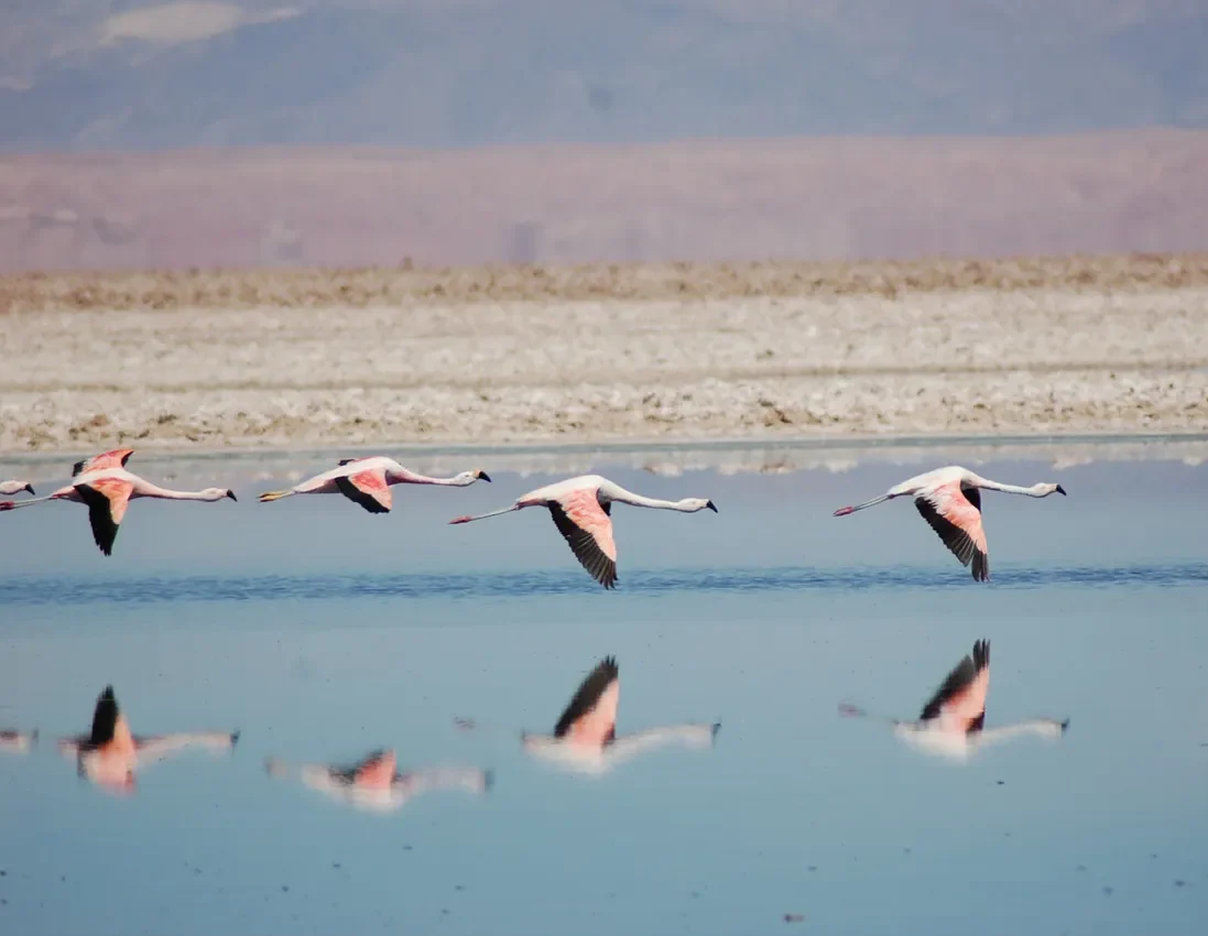 Atacama 02