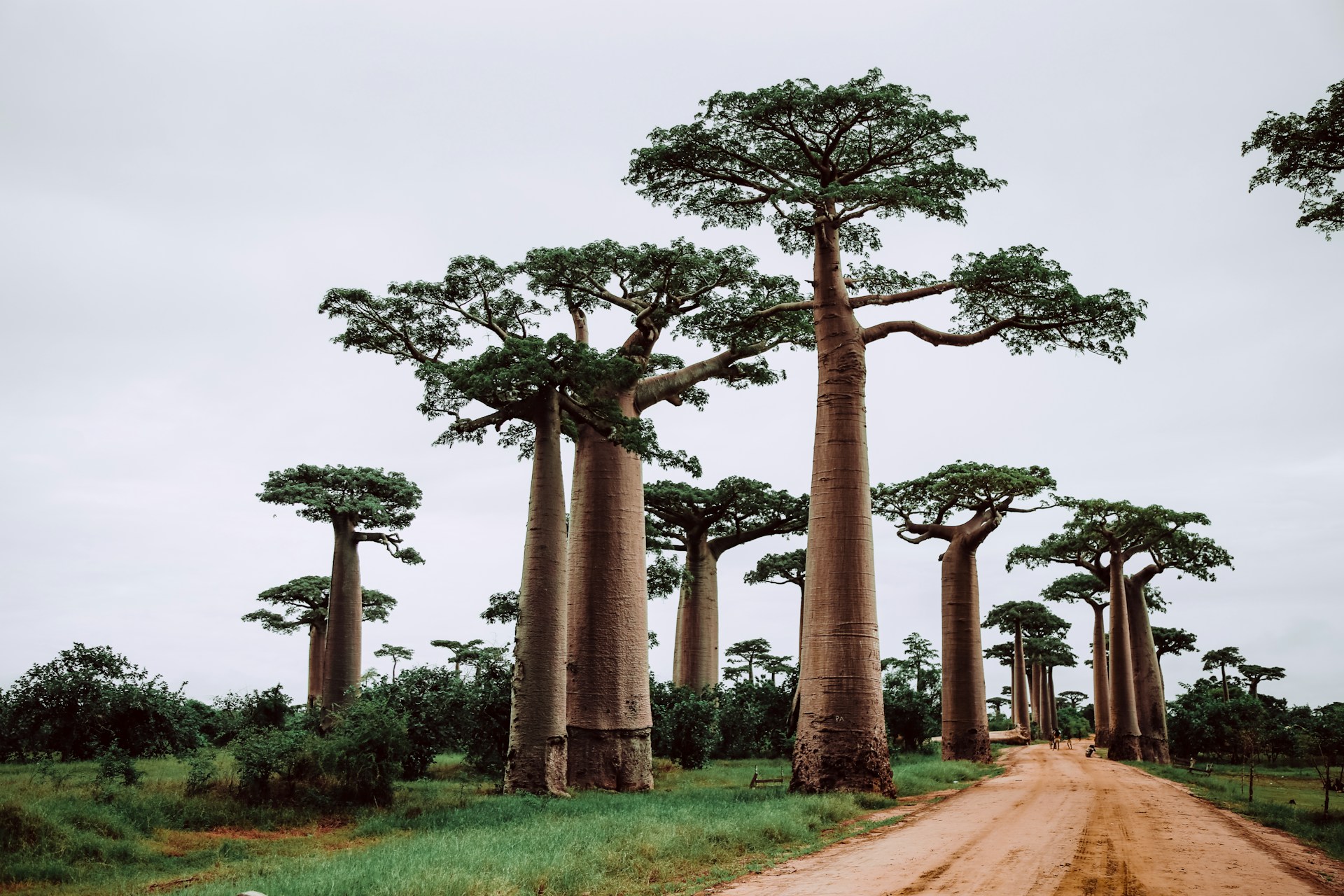 Avenida Dos Baobas Madagascar