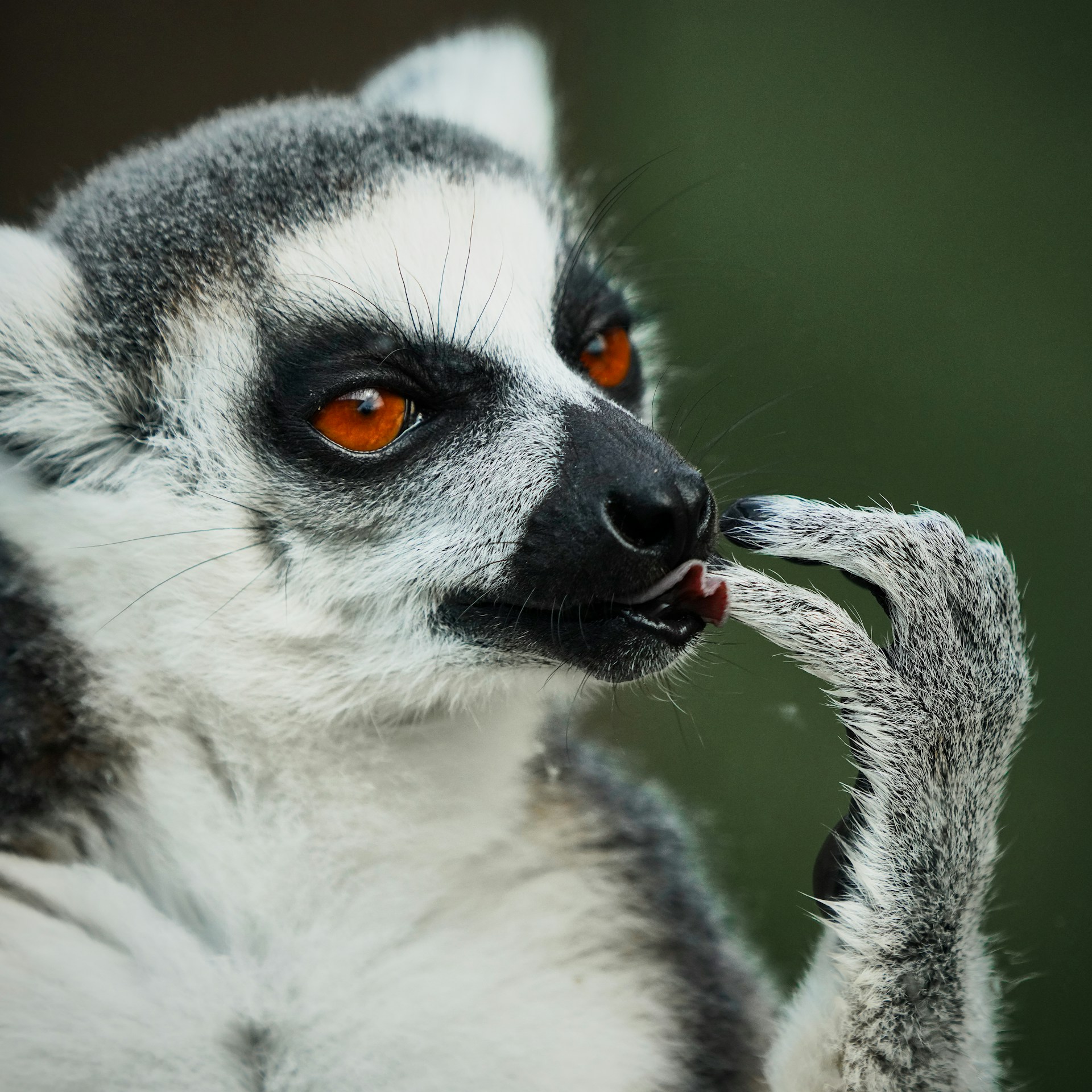 Madagascar 4