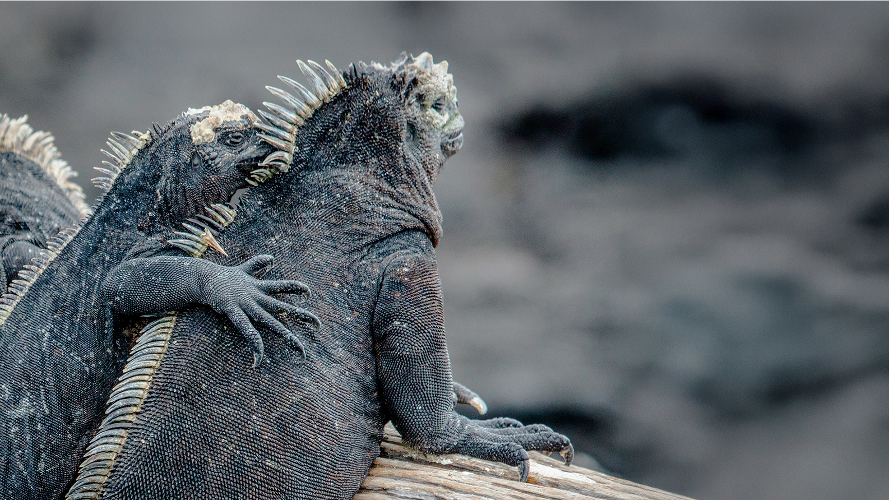 Galapagos 5