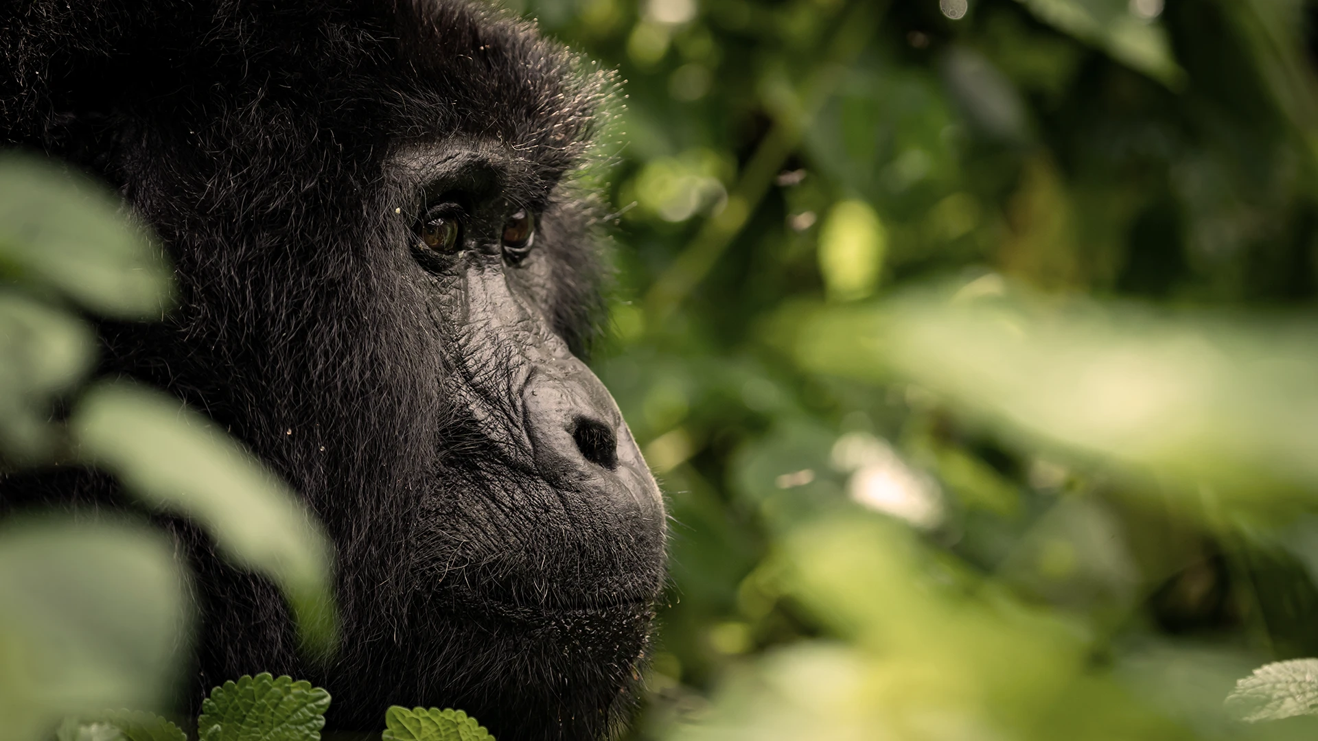 Uganda, a pérola da África