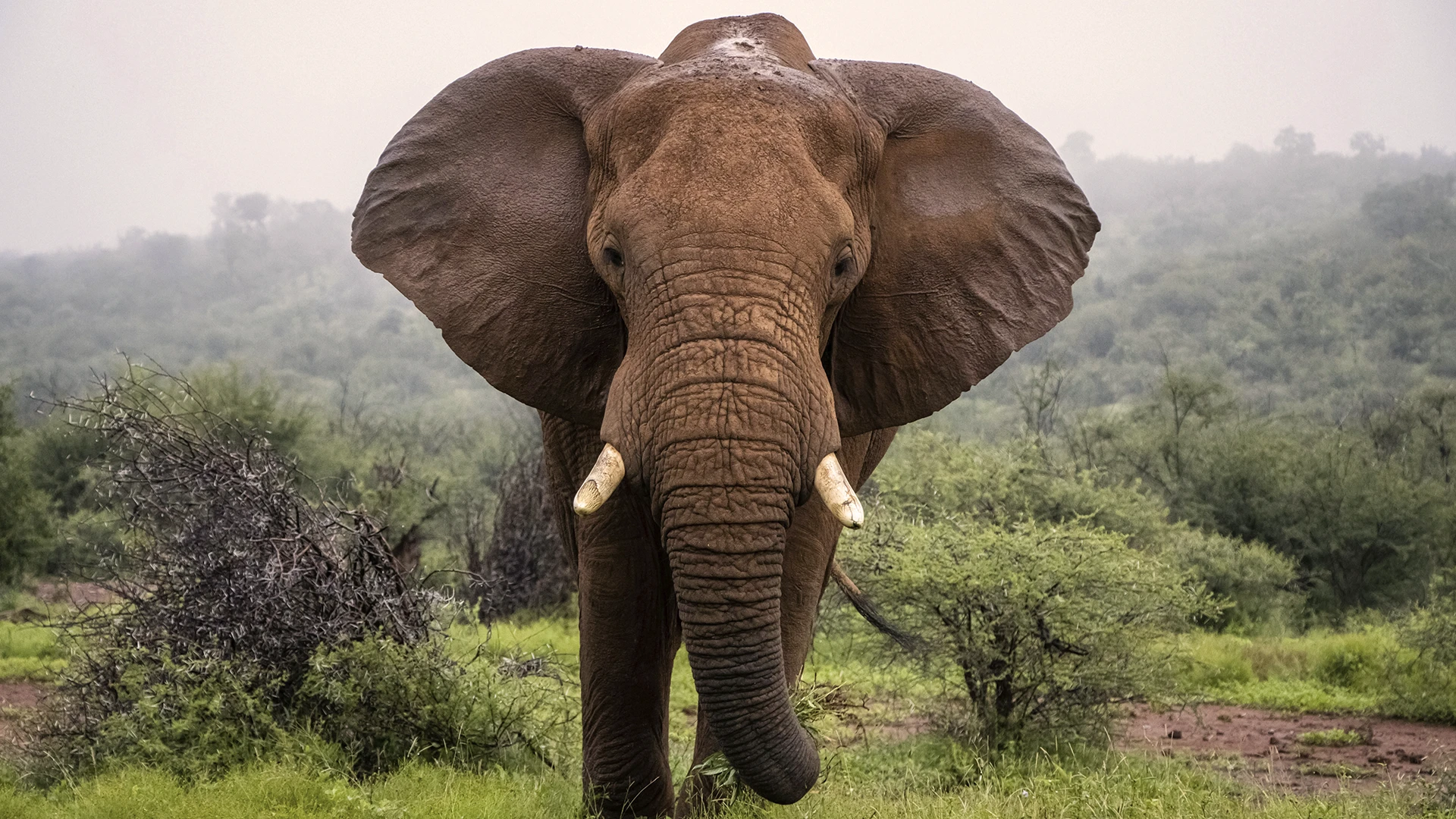 Madikwe