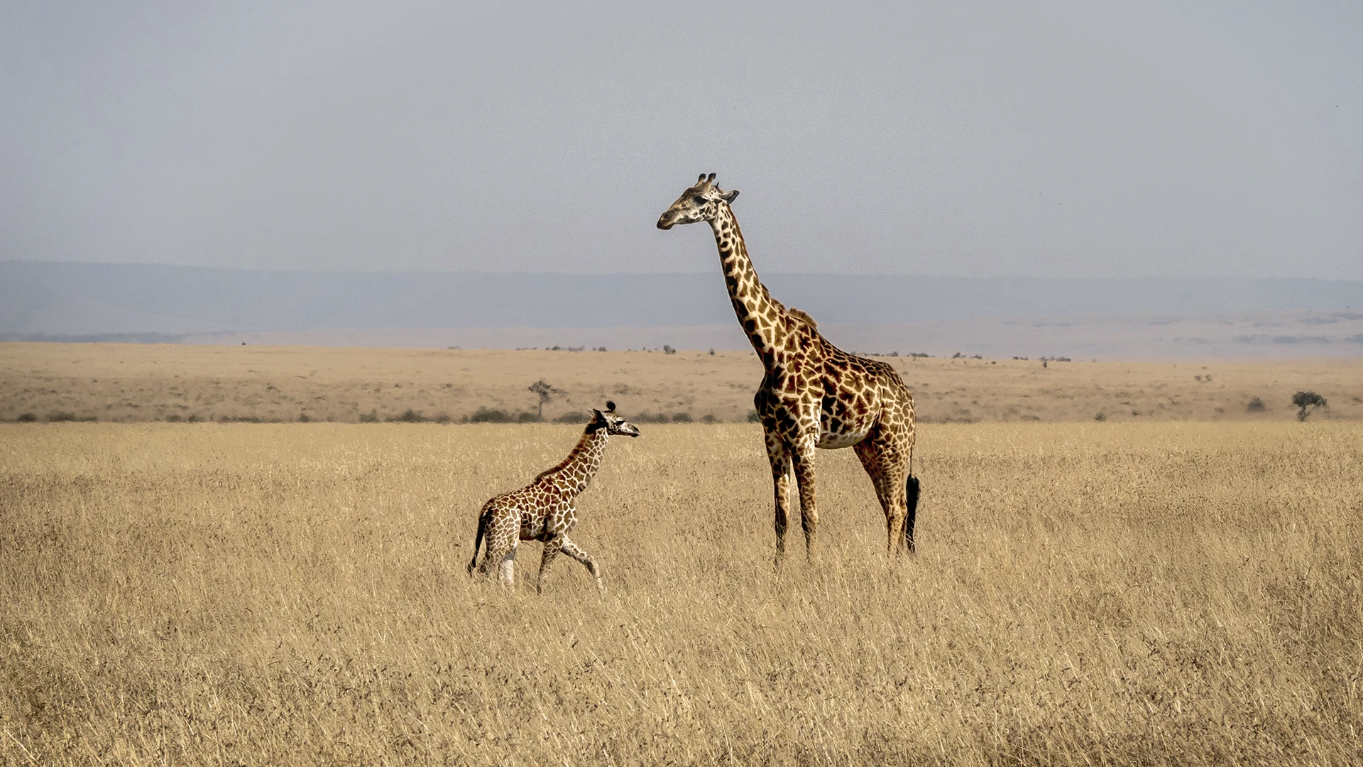 Africa Do Sul
