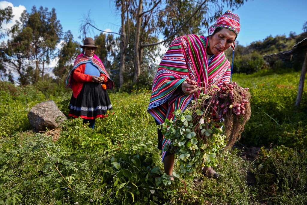 Sacred Valley Viacha planting potatoes and local farmers-tm