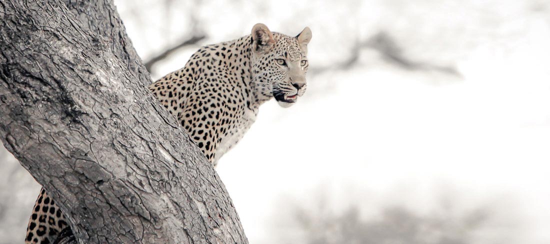africa-do-sul-safari-kruger-leopardo