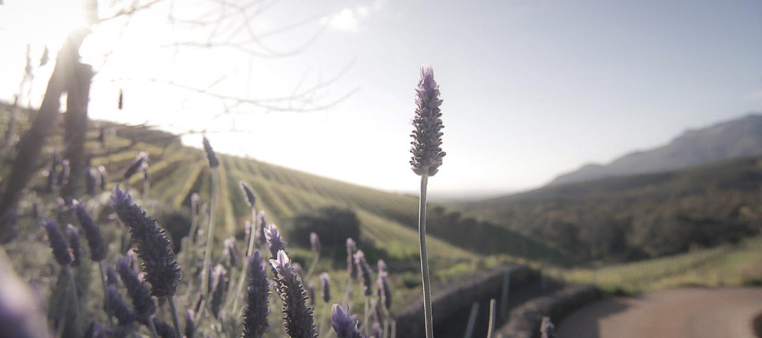 africa-sul-vinhedo-e-lavanda
