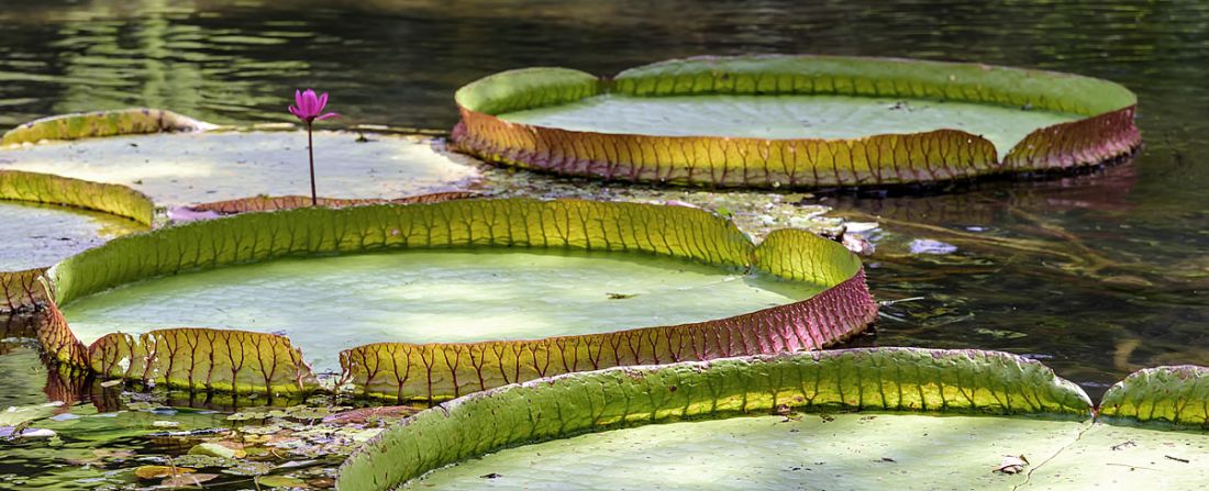 Amazonas Vitoria Regia