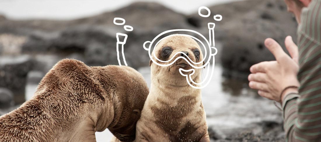 animais-em-galapagos-familia-foca