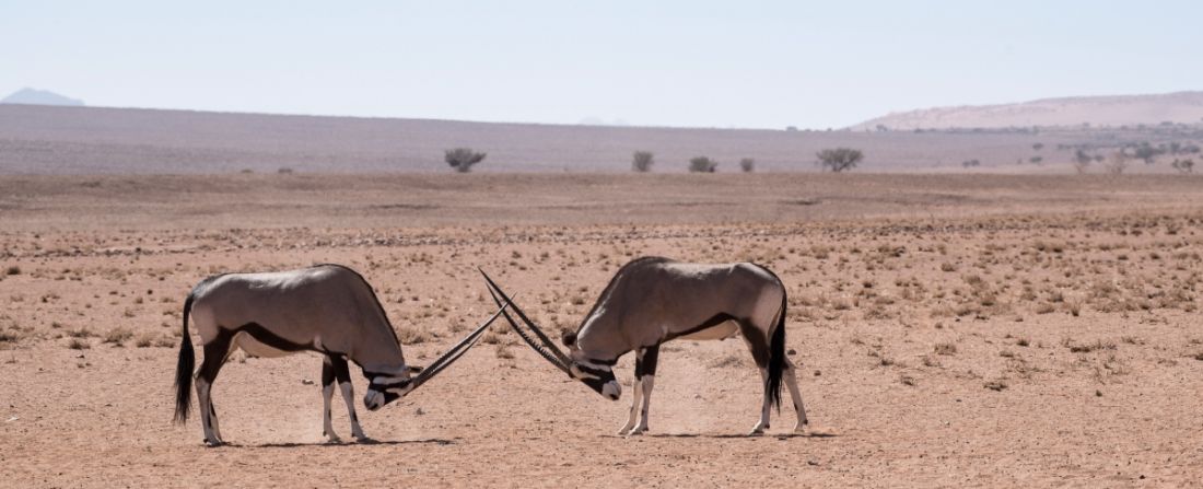 animais raros na Namíbia