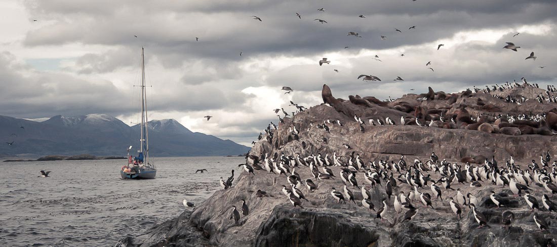 argentina-patagonia-peninsula-valdes-pinguins