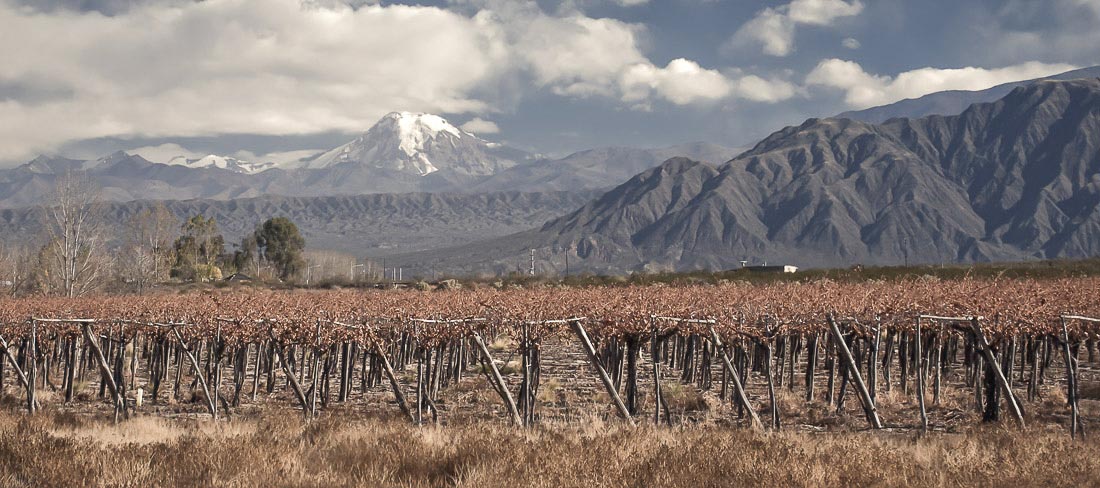 argentina-plantaçao-vinhas