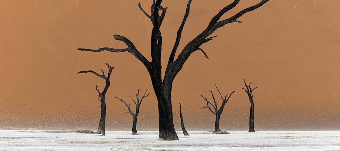 arvores-deserto-namibia