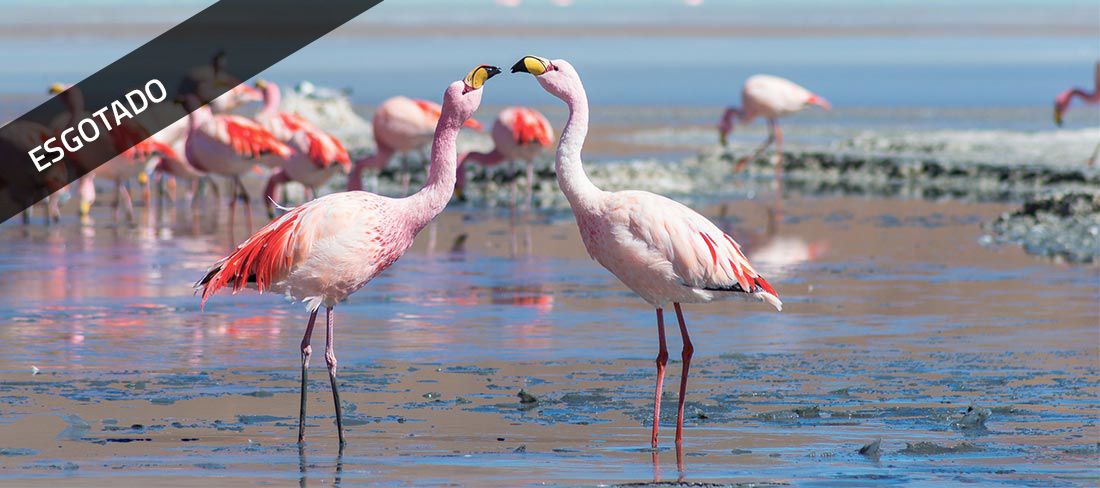 atacama_grupo_flamingo