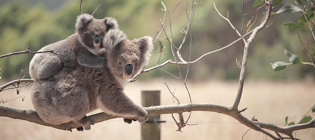australia-melbourne-koalas