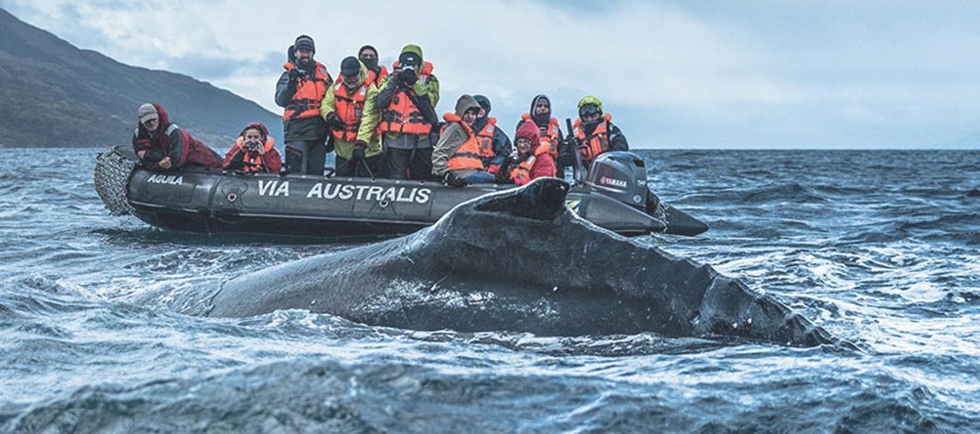 australis-baleia-barco-zodiac