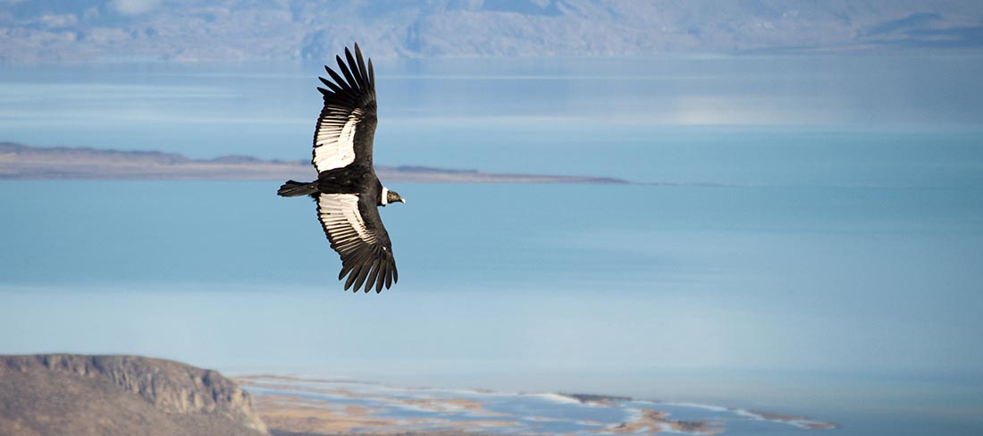 ave-sobrevoa-patagonia
