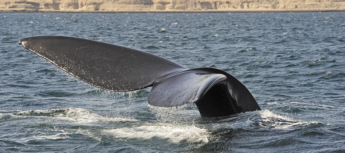 baleia-península-valdes