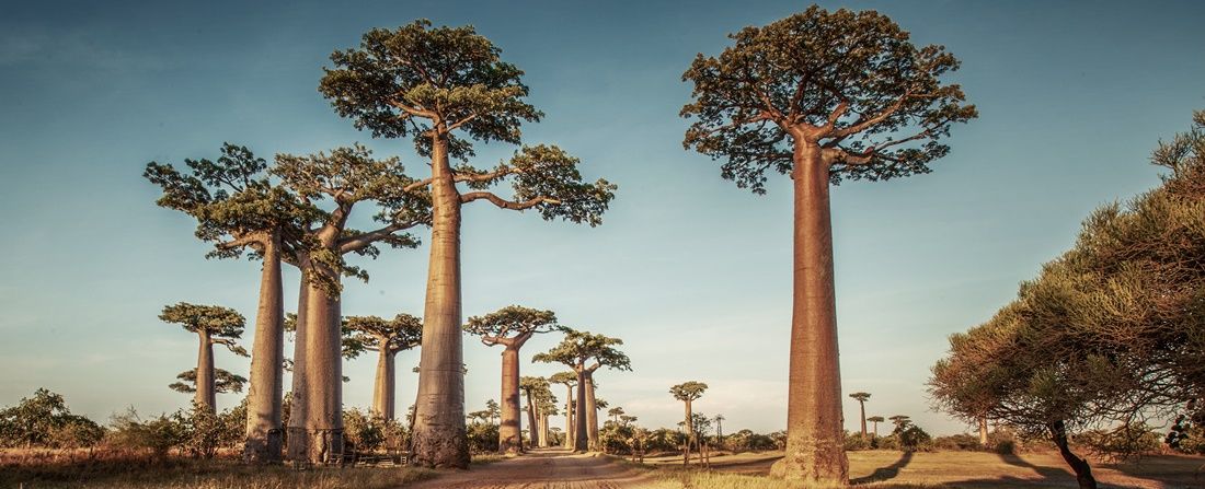 Baobás Alameda