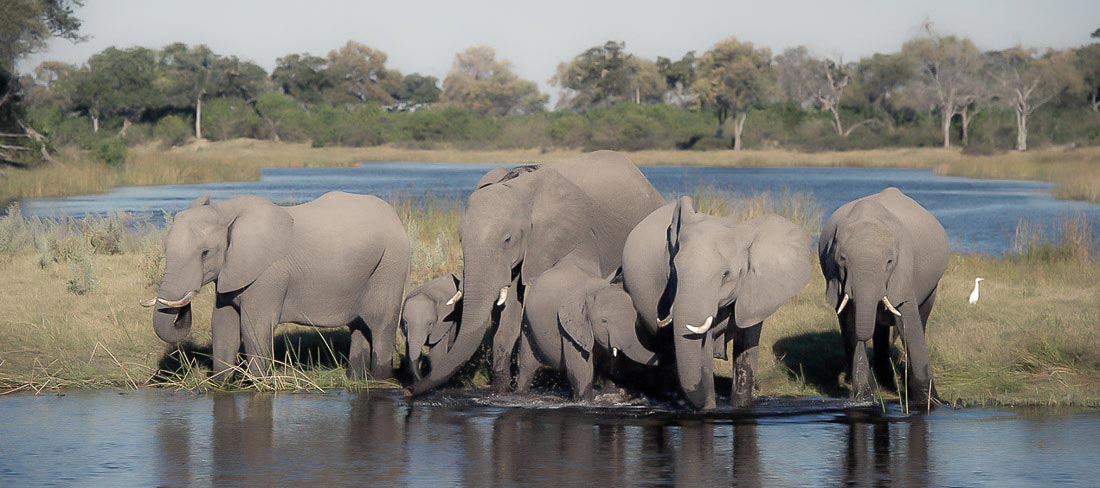 botsuana-parque-nacional-chobe-elefantes