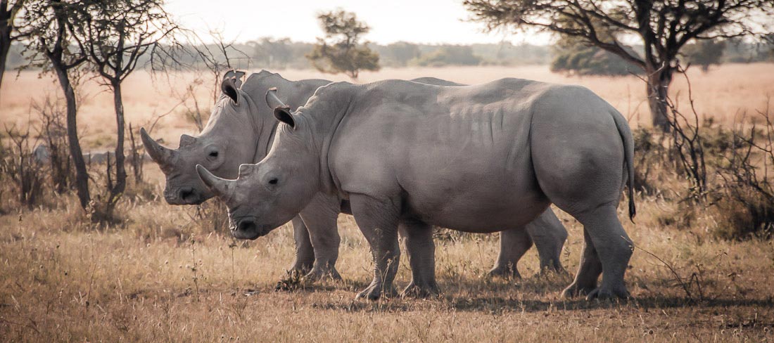 botsuana-parque-nacional-chobe-rinocerontes