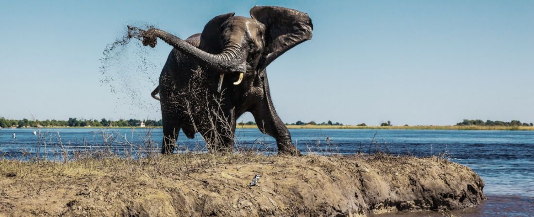 botswana-elefante-safari