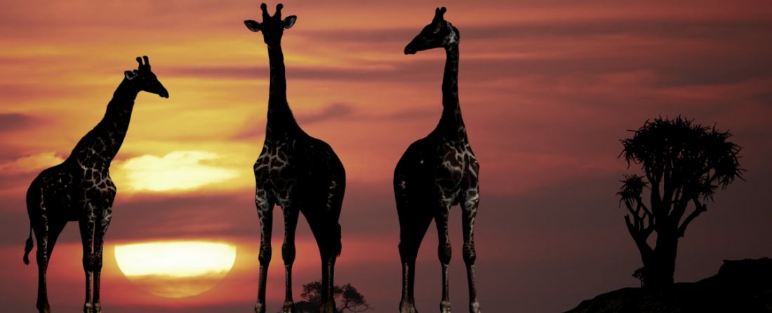 botswana girafas