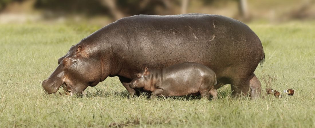 botswana hipopotamo