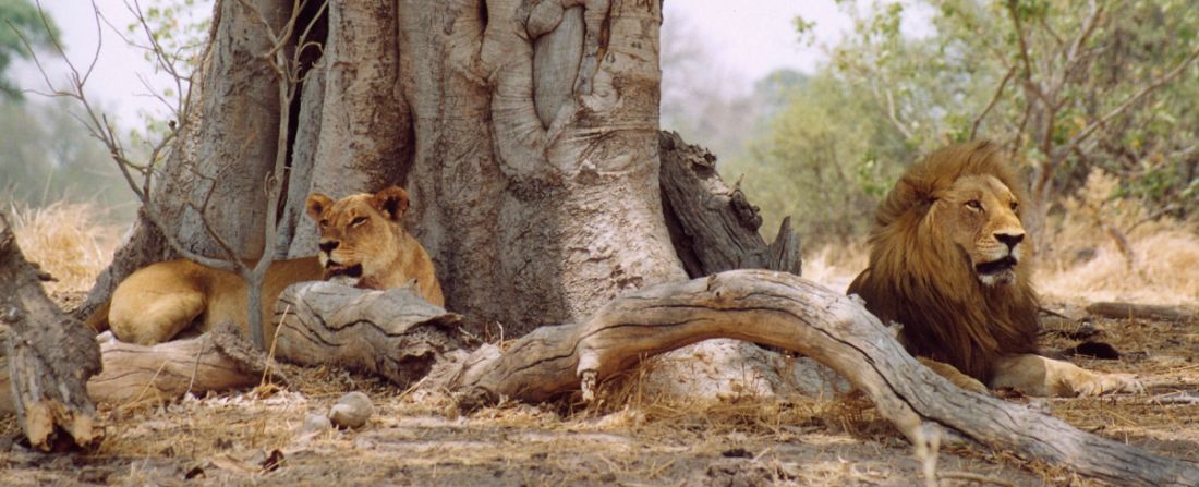 botswana leões 