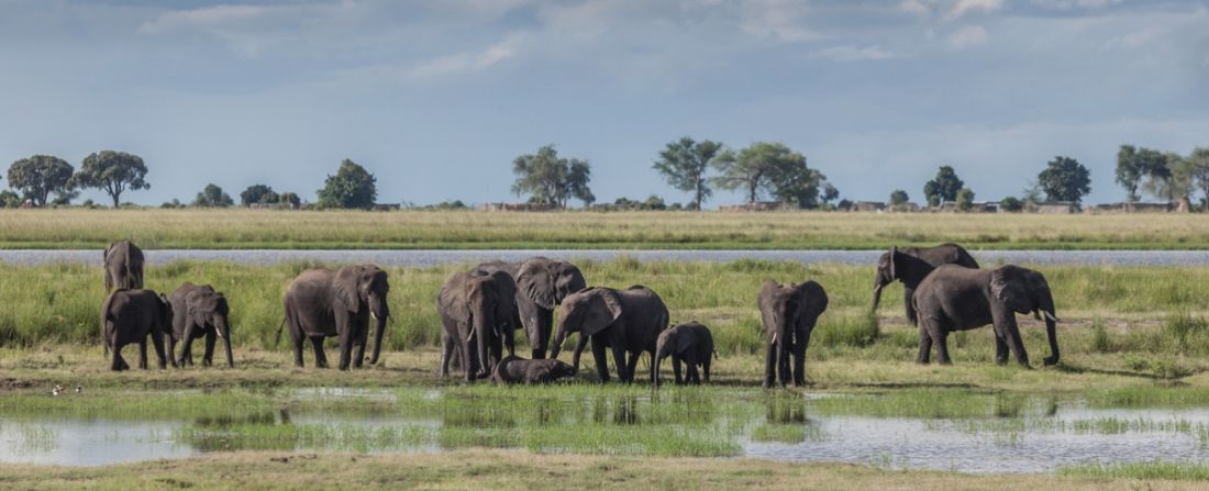 botswana manada de elefantes