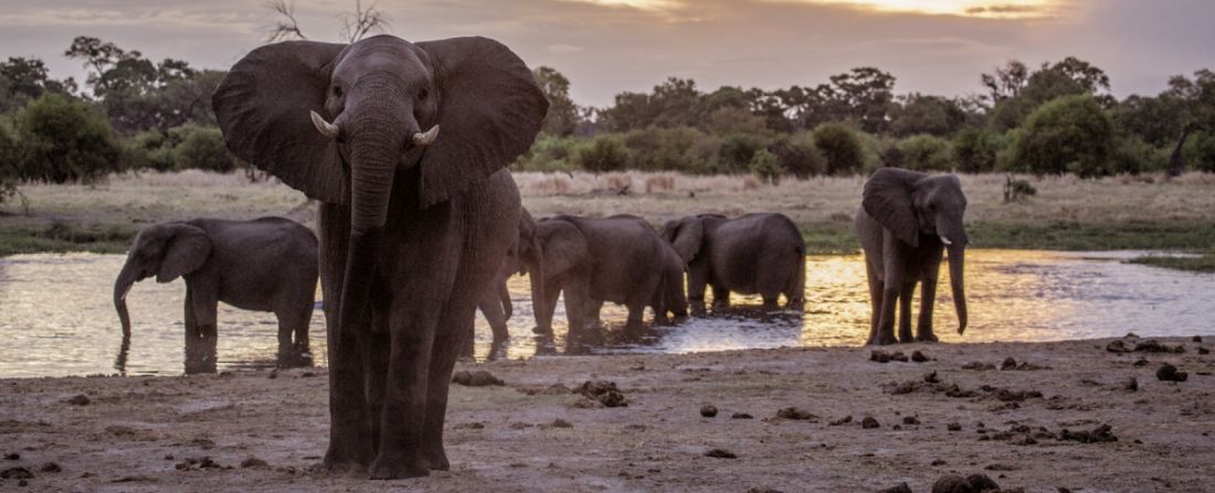 botswana ver elefante