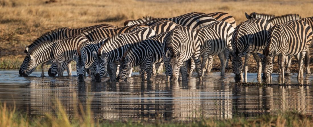 botswana zebras safari