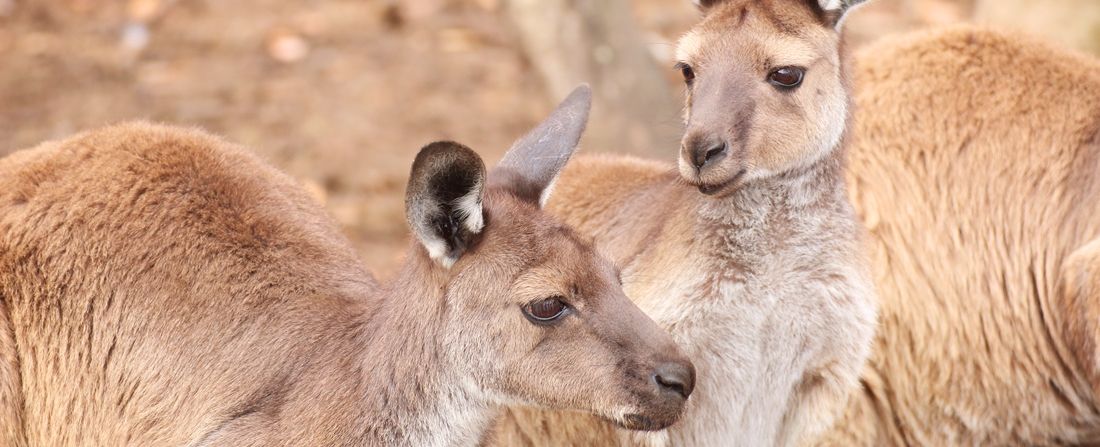 cangurus-australia-kangaroo-island