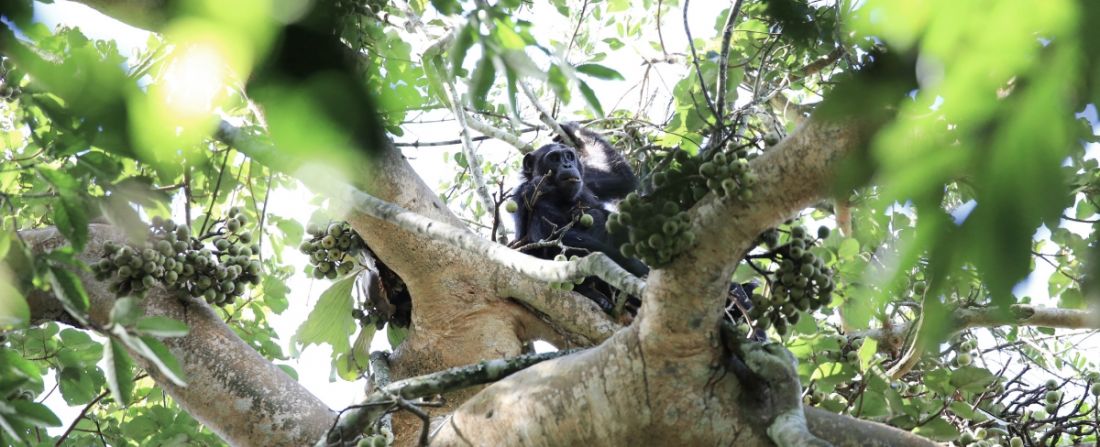 chimpanzé uganda