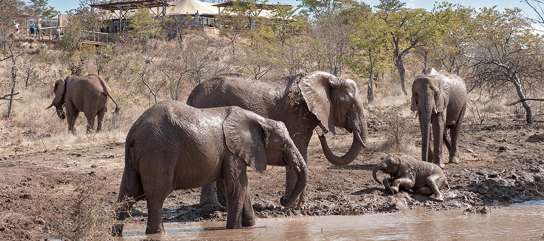 elefantes no zimbábue