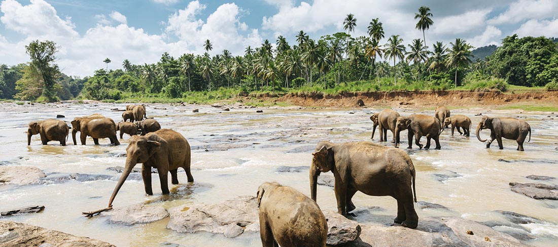 elefantes-orfanato-sri-lanka-pinnawala