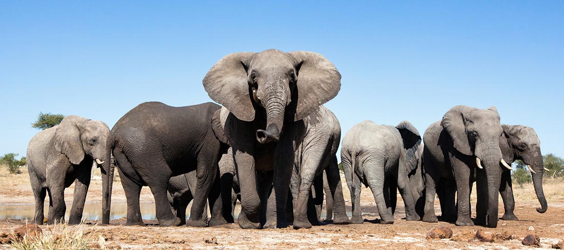 Família de Elefantes