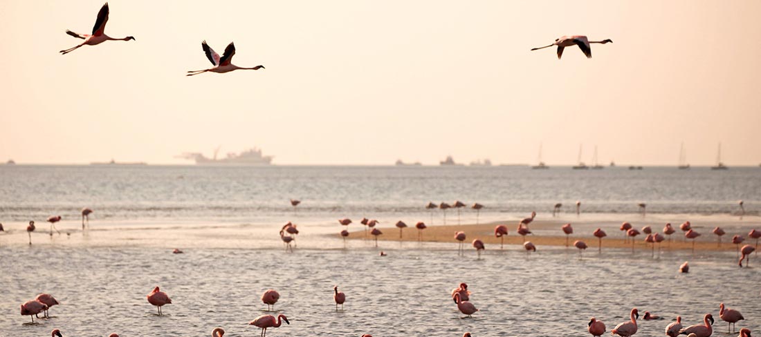 flamingos-namíbia-lago