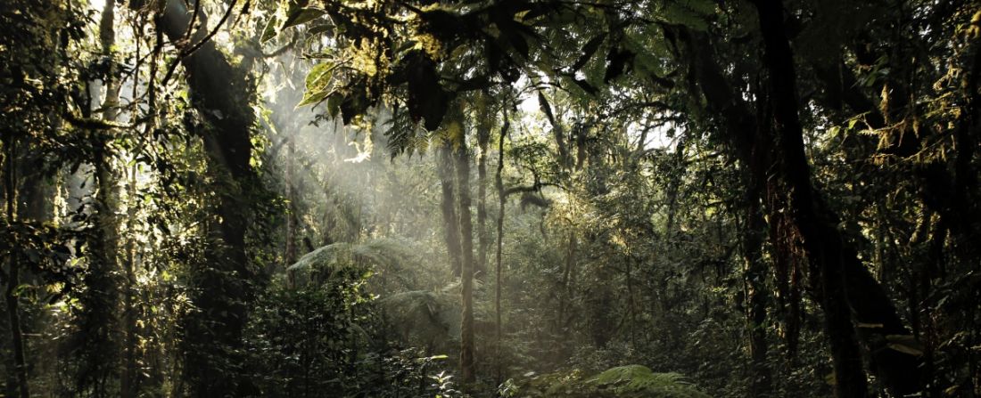 floresta uganda