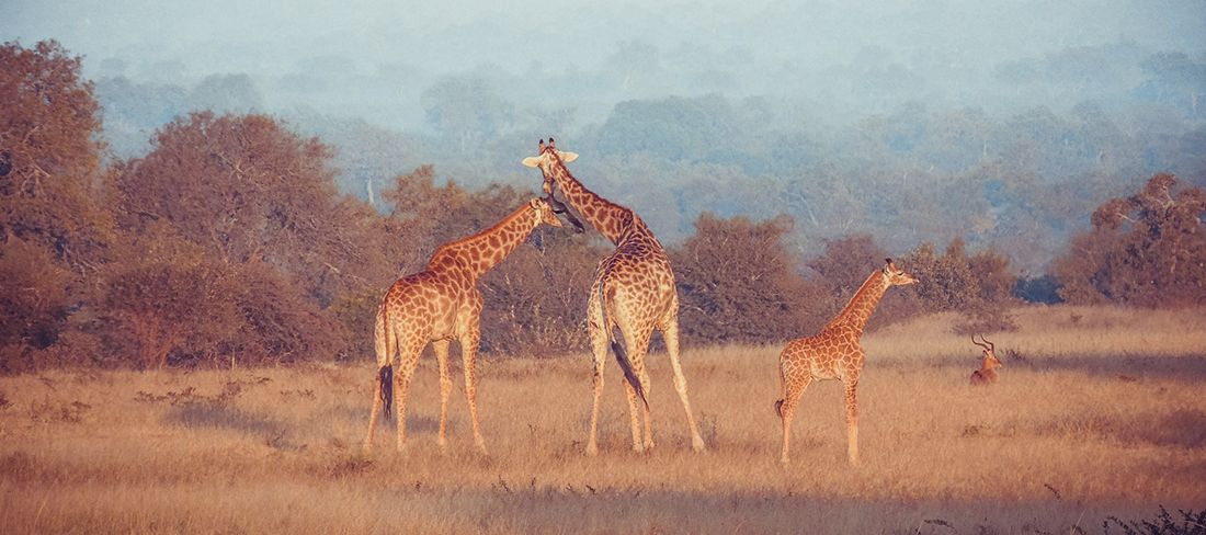 Girafas no Kruger