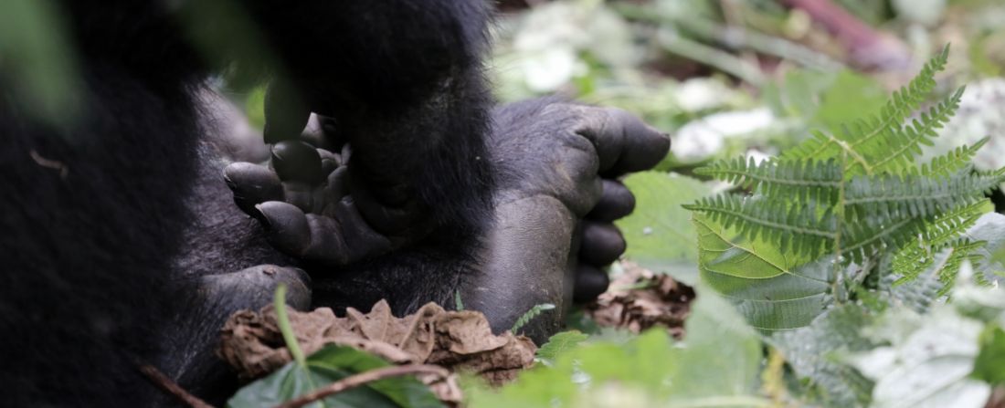 Gorila da Montanha em Uganda