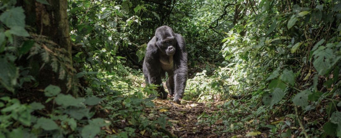 gorilas em ruanda roteiro de viagem