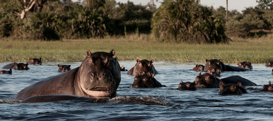 hipopótamo wilderness safaris