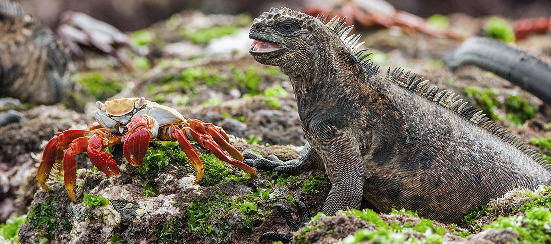 iguana-e-seu-amigo-galapagos