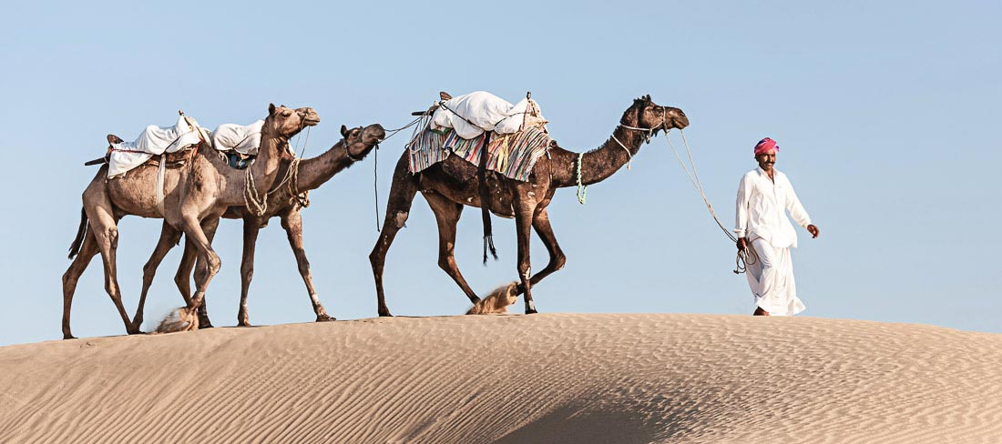 india-camelos